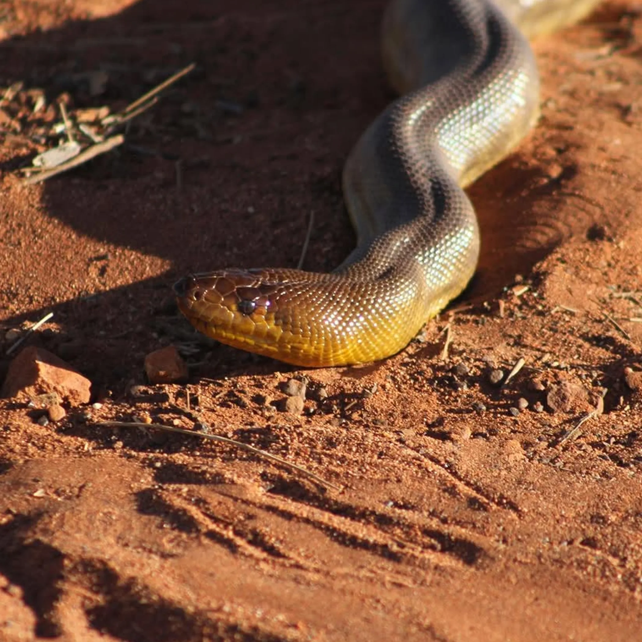 australian outback wildlife
